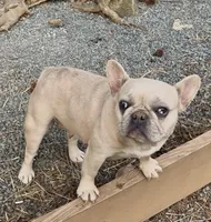 Paisley, a female French Bulldog for sale in North Carolina, NC – Photo 2 of 8
