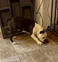 Hi my name is Chief! 😍, a male Boston Terrier and Frenchton for sale in North Carolina, NC – Photo 4 of 8