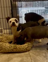 Hi my name is Chief! 😍, a male Boston Terrier and Frenchton for sale in North Carolina, NC – Photo 5 of 8