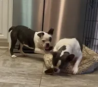 Hi my name is Chief! 😍, a male Boston Terrier and Frenchton for sale in North Carolina, NC – Photo 6 of 8