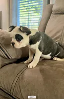 Hi my name is Chief! 😍, a male Boston Terrier and Frenchton for sale in North Carolina, NC – Photo 3 of 8