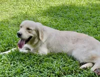 Happy, a female Golden Retriever for sale in Oxford, NC – 5 of 5