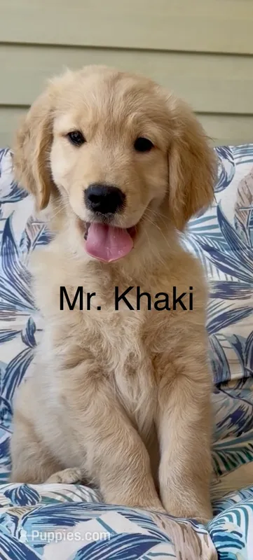 Mr Khaki – Golden Retriever puppy for sale in North Carolina, NC