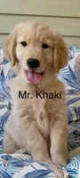 Mr Khaki, a male Golden Retriever for sale in North Carolina, NC – 1 of 9