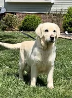 Lacey, a female English Cream Golden Retriever for sale in North Carolina, NC – 4 of 9
