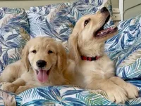 Mr Red, a male Golden Retriever for sale in North Carolina, NC – 4 of 7