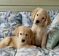 Ms Orange, a female Golden Retriever for sale in North Carolina, NC – 4 of 9
