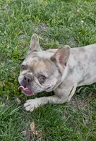 Cupcake, a female Boston Terrier and French Bulldog for sale in North Carolina, NC – 4 of 9