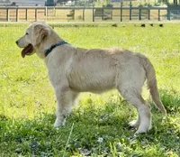 Lilly, a female Golden Retriever for sale in North Carolina, NC – 3 of 9