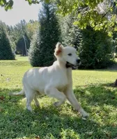 Max, a male English Cream Golden Retriever for sale in Oxford, NC – 5 of 6