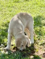Lilly, a female Golden Retriever for sale in North Carolina, NC – 6 of 9