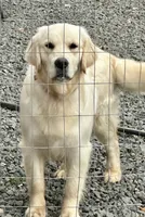 Happy, a female Golden Retriever for sale in Oxford, NC – 2 of 5