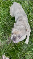 Cupcake, a female Boston Terrier and French Bulldog for sale in North Carolina, NC – 5 of 9