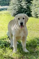 Lilly, a female Golden Retriever for sale in North Carolina, NC – 2 of 9