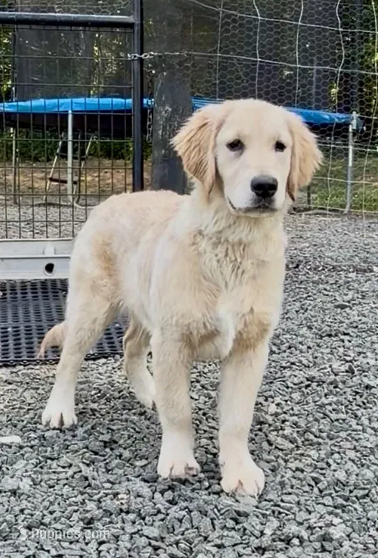 Bella – Golden Retriever puppy for sale in North Carolina, NC