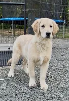 Bella, a female Golden Retriever for sale in North Carolina, NC – 1 of 10