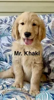 Mr Khaki, a male Golden Retriever for sale in North Carolina, NC – 3 of 9