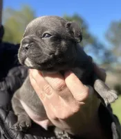 (88/12) Blue Boy, a male Frenchton for sale in North Carolina, NC – Photo 3 of 5