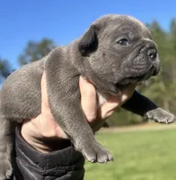(88/12) Blue Boy, a male Frenchton for sale in North Carolina, NC – Photo 1 of 5