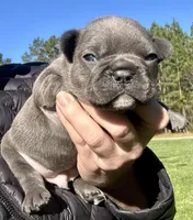 (88/12) Blue Boy, a male Frenchton for sale in North Carolina, NC – Photo 2 of 5