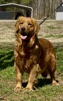 Mr Khaki, a male Golden Retriever for sale in North Carolina, NC – 9 of 9