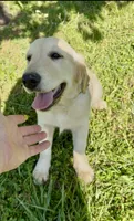 Lilly, a female Golden Retriever for sale in North Carolina, NC – 7 of 9