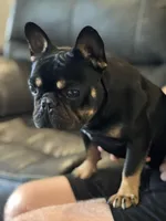 Hi, my name is Mabel!😛, a female Boston Terrier and Frenchton for sale in North Carolina, NC – Photo 6 of 7