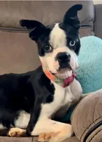 Hi, my name is Mabel!😛, a female Boston Terrier and Frenchton for sale in North Carolina, NC – Photo 7 of 7