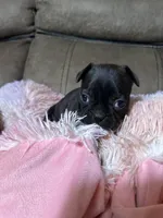 Hi, my name is Mabel!😛, a female Boston Terrier and Frenchton for sale in North Carolina, NC – Photo 5 of 7