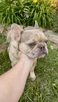 Cupcake, a female Boston Terrier and French Bulldog for sale in North Carolina, NC – 1 of 9