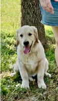 Bella, a female Golden Retriever for sale in North Carolina, NC – 5 of 10