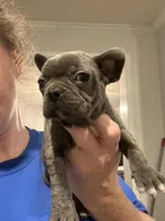 Hi my name is Chevy!😛, a male Boston Terrier and Frenchton for sale in North Carolina, NC – Photo 2 of 6