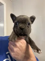 Hi my name is Chevy!😛, a male Boston Terrier and Frenchton for sale in North Carolina, NC – Photo 4 of 6