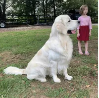 Mr Red, a male Golden Retriever for sale in North Carolina, NC – 7 of 7