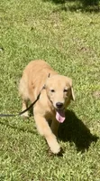 Hailey, a female Golden Retriever for sale in Oxford, NC – 2 of 9