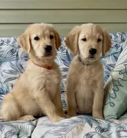 Ms Orange, a female Golden Retriever for sale in North Carolina, NC – 3 of 9