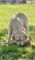 Lilly, a female Golden Retriever for sale in North Carolina, NC – 5 of 9