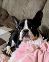 ❤️ Titan ❤️, a male French Bulldog for sale in North Carolina, NC – Photo 3 of 10