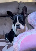 ❤️ Titan ❤️, a male French Bulldog for sale in North Carolina, NC – Photo 6 of 10