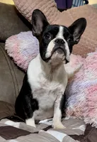 ❤️ Titan ❤️, a male French Bulldog for sale in North Carolina, NC – Photo 4 of 10