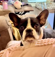 ❤️ Titan ❤️, a male French Bulldog for sale in North Carolina, NC – Photo 7 of 10