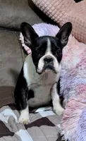 ❤️ Titan ❤️, a male French Bulldog for sale in North Carolina, NC – Photo 2 of 10