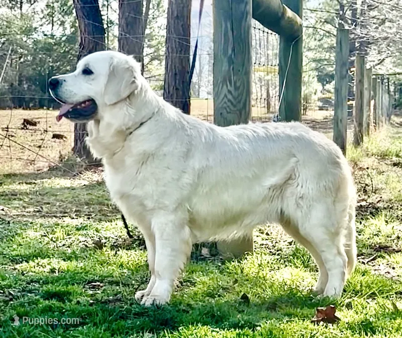 Lacey – English Cream Golden Retriever puppy for sale in North Carolina, NC