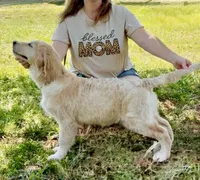 Bella, a female Golden Retriever for sale in North Carolina, NC – 7 of 10