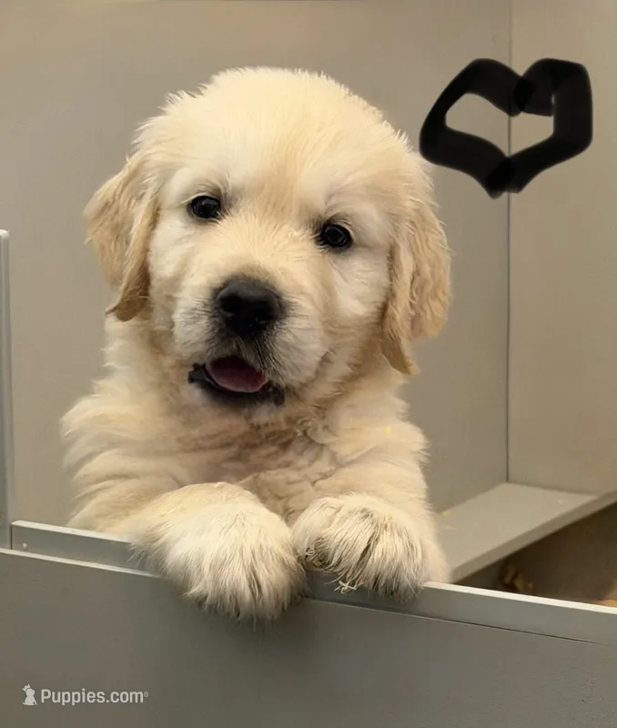 Luke – English Cream Golden Retriever puppy for sale in Oxford, NC