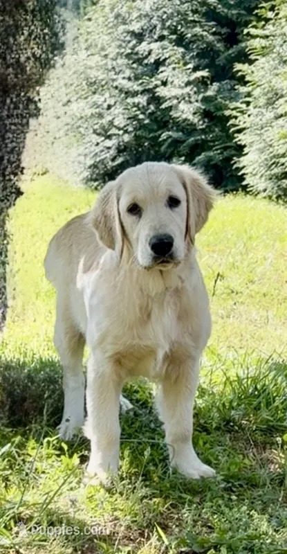 Lilly, a female Golden Retriever for sale in North Carolina, NC – 1 of 9
