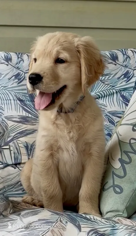 Ms Blue  – Golden Retriever puppy for sale in North Carolina, NC