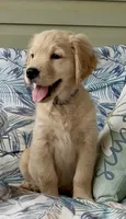 Ms Blue , a female Golden Retriever for sale in North Carolina, NC – 1 of 9