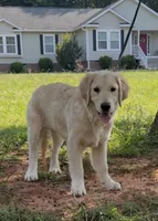 Bella, a female Golden Retriever for sale in North Carolina, NC – 8 of 10
