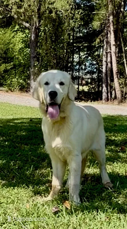 Max – English Cream Golden Retriever puppy for sale in Oxford, NC
